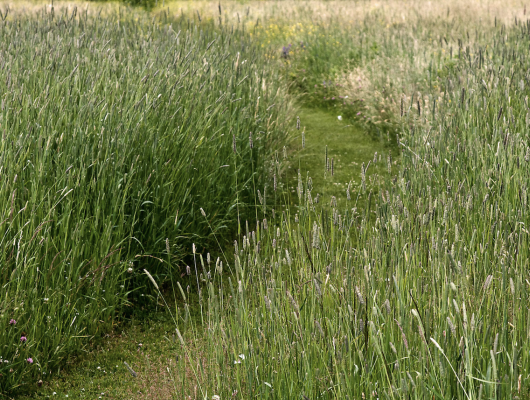 natural lawns, michael cunningham landscape design